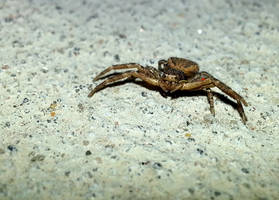 red mite on spider leg