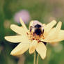 Bee :)