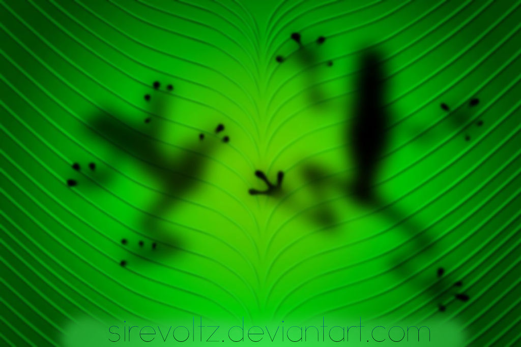 Making Frog Shadow Frogs-Shadows by SireVoltz on DeviantArt