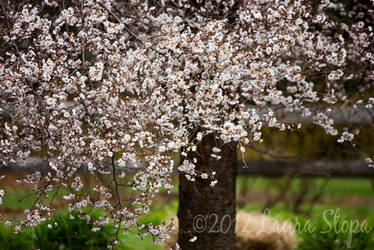 Flowering Tree