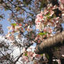 101-Year Japanese Cherry Blossoms, 8