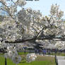 102 - Year of the Cherry Blossoms 14