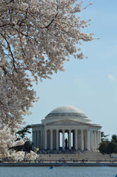 103 - Year of the Cherry Blossoms 4