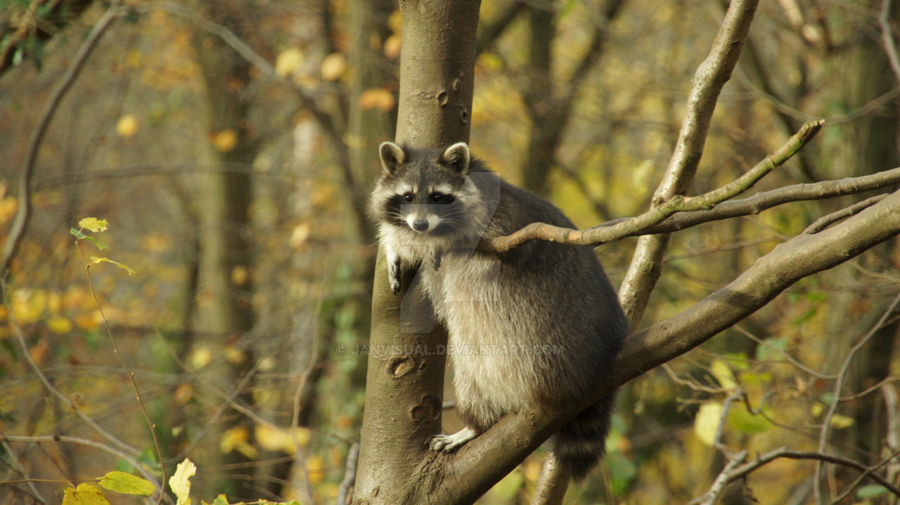 Relaxed Racoon by JanVisual on DeviantArt