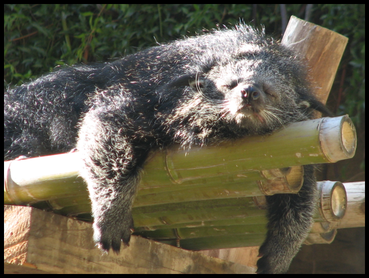 rodent of unusual size