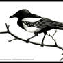 Magpie