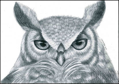 Owl