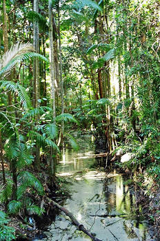 Fraser Island Rainforest