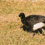 Bare-faced Curassow, Brazil, Pantanal