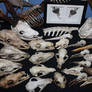 Skull collection