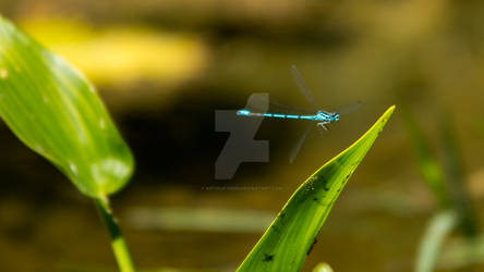 azure bluet