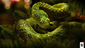 Christmas snake