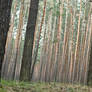 pine tree forest low angle background