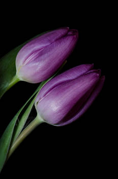 Royal Tulips II