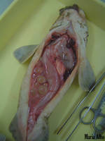 Dissecacao