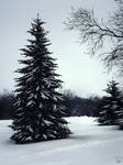 Winter Tree Speedpainting