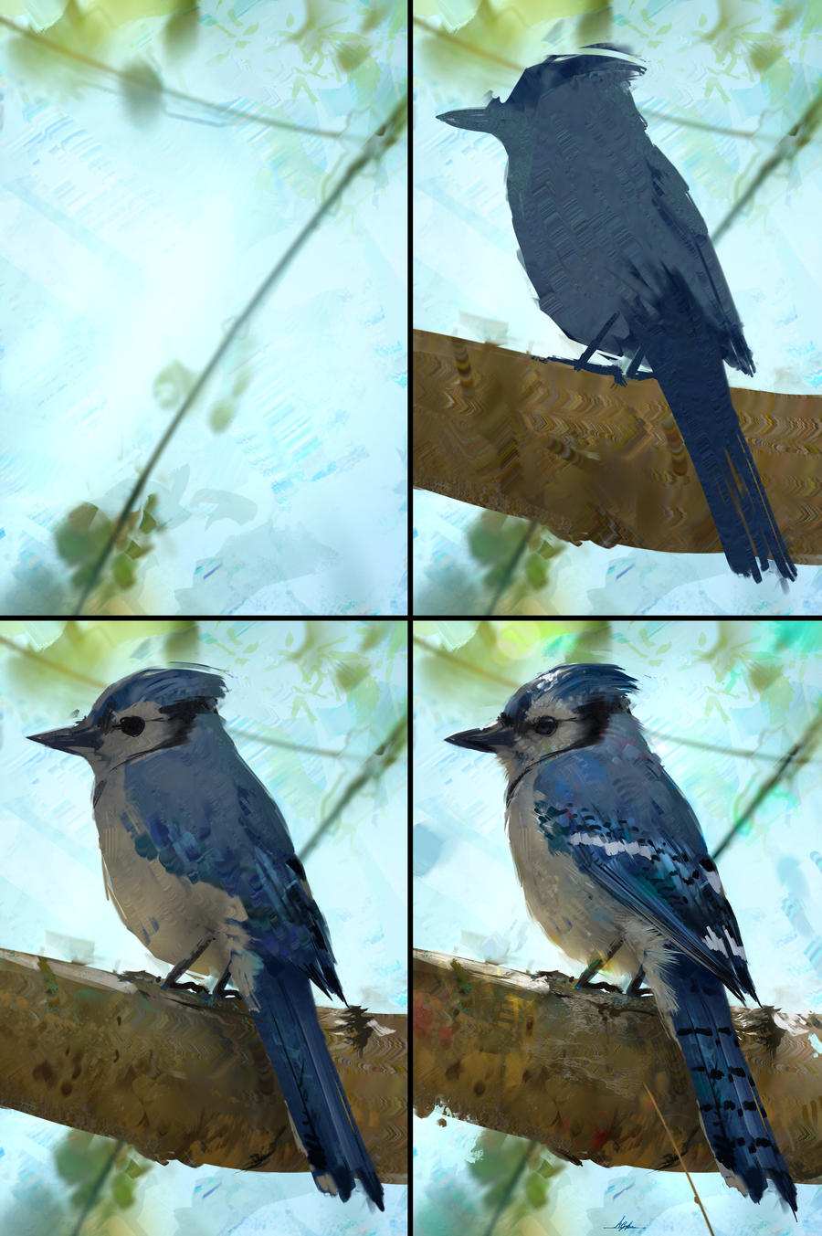 Blue Jay Study Process