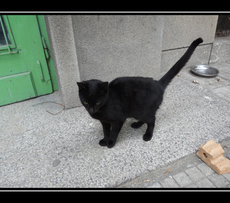 Black cat IV by delyan86 on DeviantArt