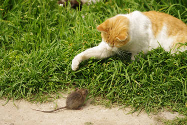 Cat vs mouse 2