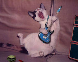 Rockin Kitty