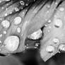 Rain Drops