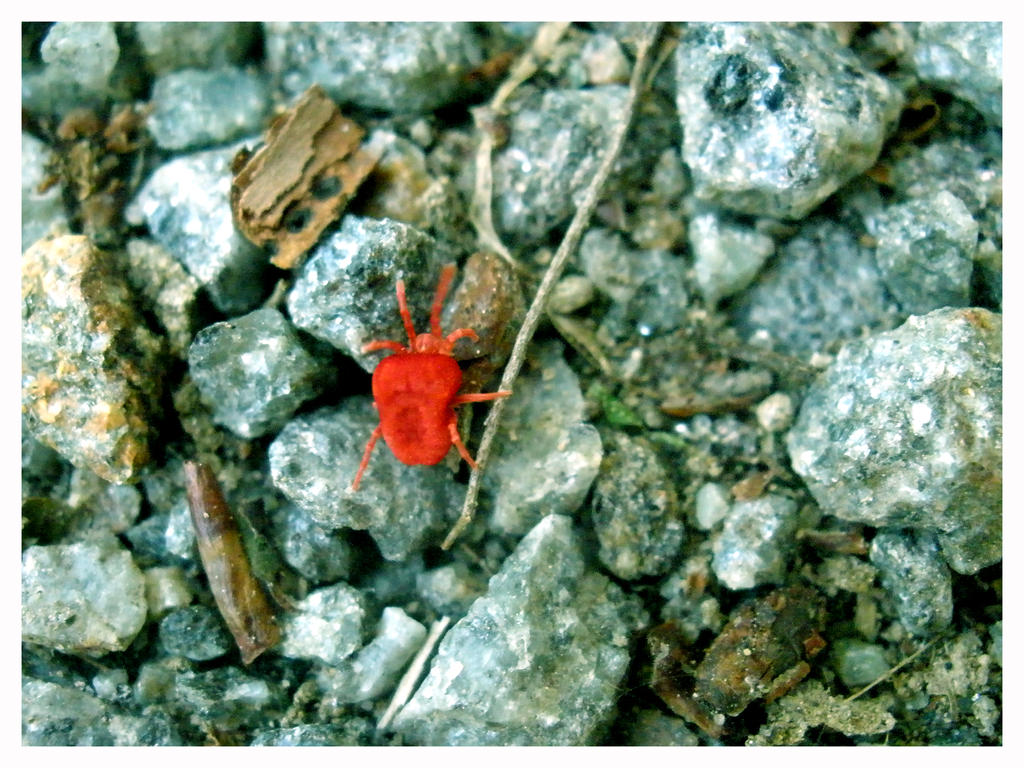 Small red beetle