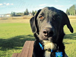 Dog at the Park