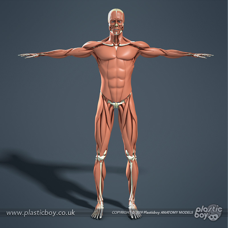Muscular System 3d Model 02 By Therealplasticboy On Deviantart Muscular System 3d Model 02 By Therealplasticboy On Deviantart