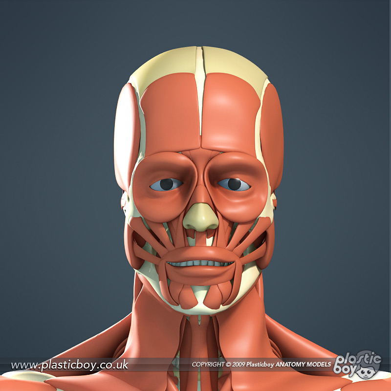 Muscular System 3D Model 04