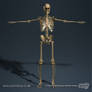 Skeletal System 3D Model 03