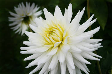 White flower