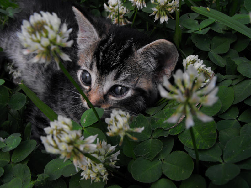 Among The Clovers