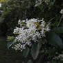 White Lilac Beauty