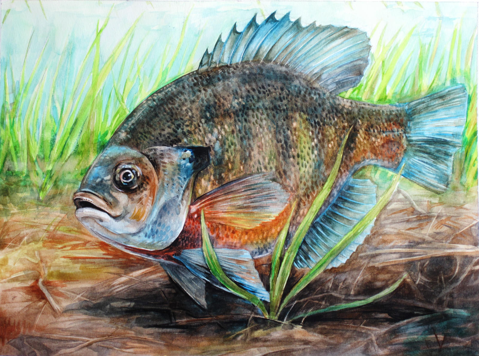 Bluegill