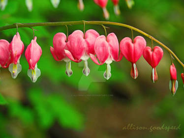 Bleeding Hearts