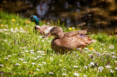 Approaching Ducks