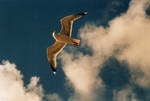 sea gull by H3LLSTAR