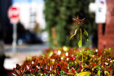 Defiant Growth