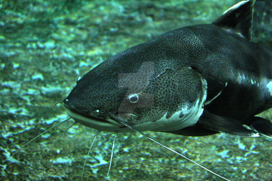 Catfish by coltonbardy on DeviantArt