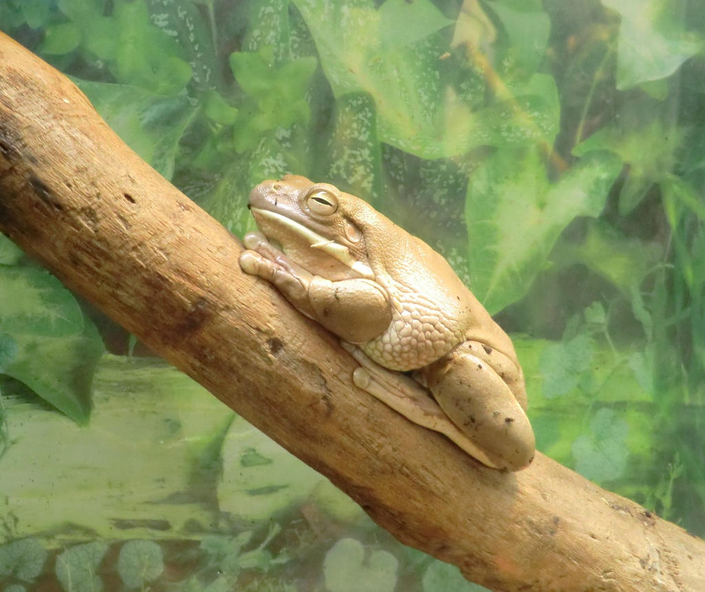 White Lipped Tree Frog