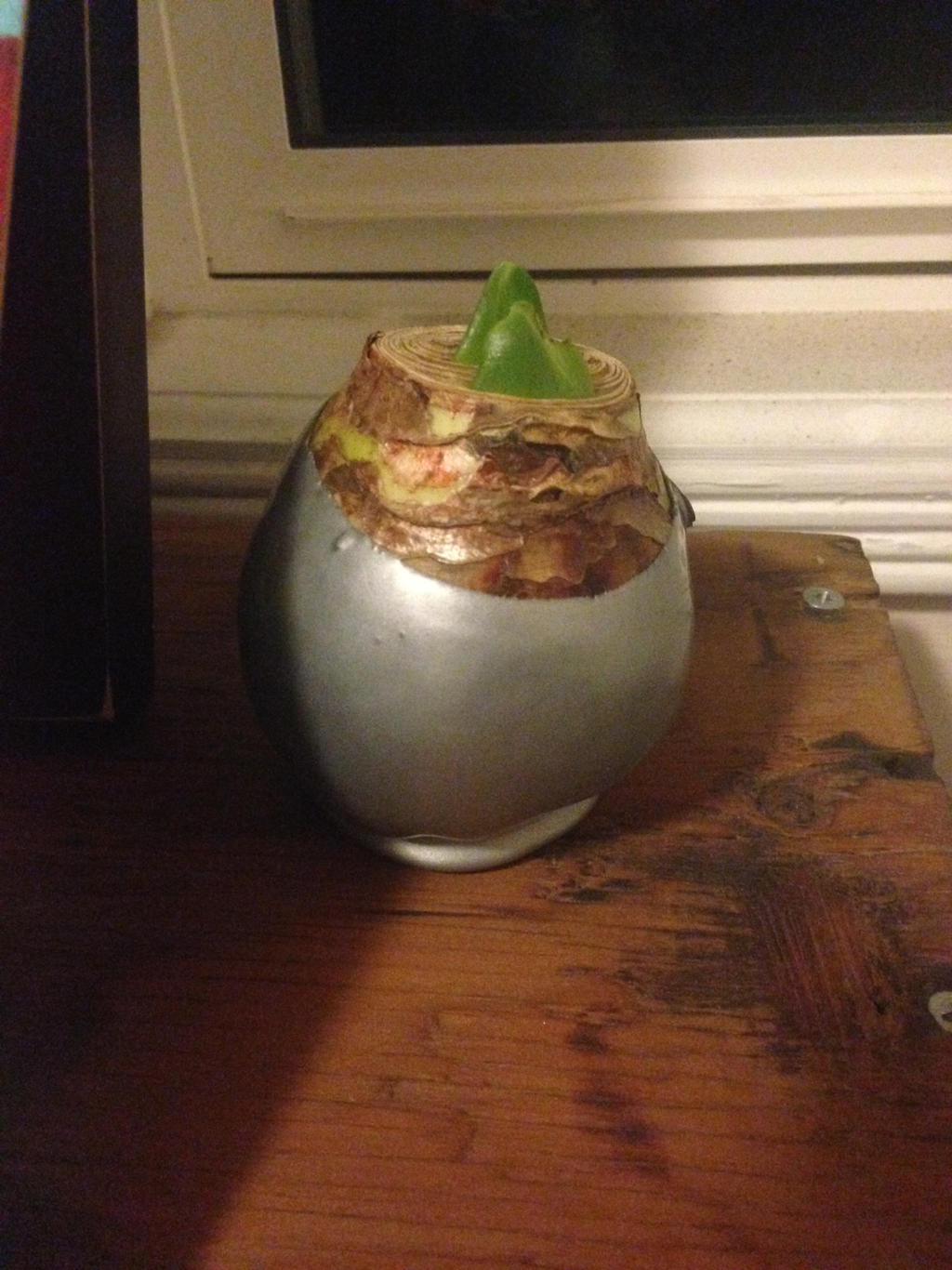 No-Water Plant