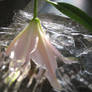 Frozen lily-2