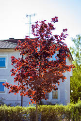 Red tree