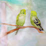 budgies