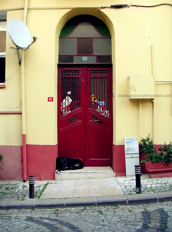 the red door and the dog