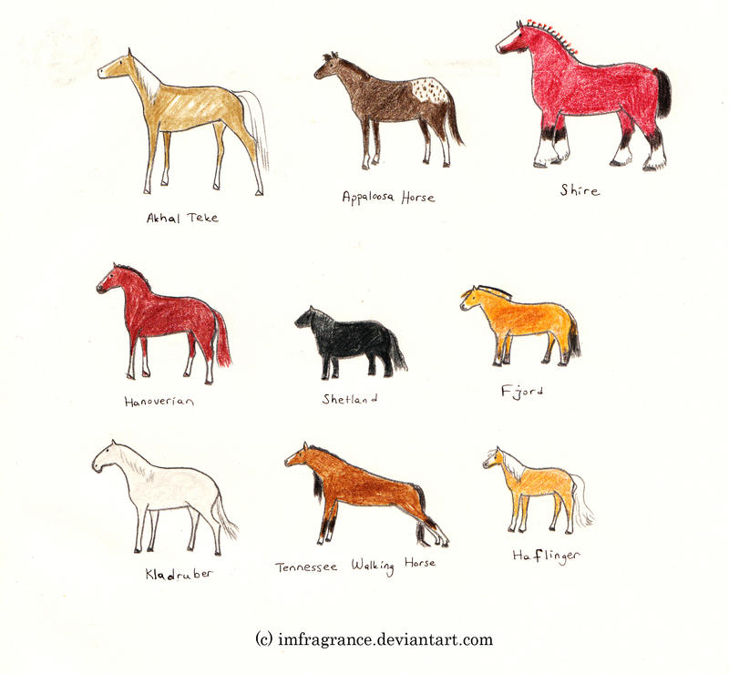 Horse and Pony Breeds 1 by imFragrance on DeviantArt Horse and Pony Breeds 1 by imFragrance on DeviantArt