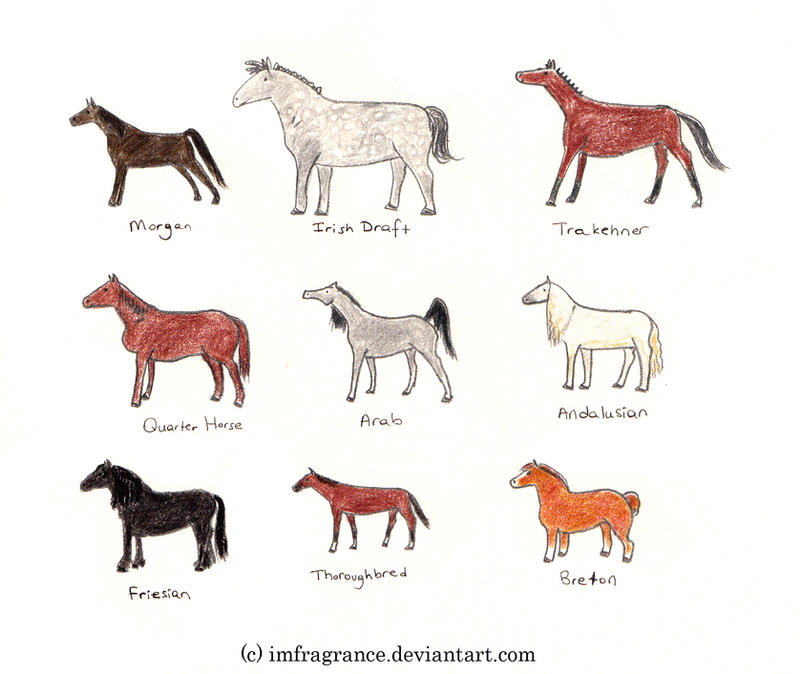 Horse and Pony Breeds 2 by imFragrance on DeviantArt