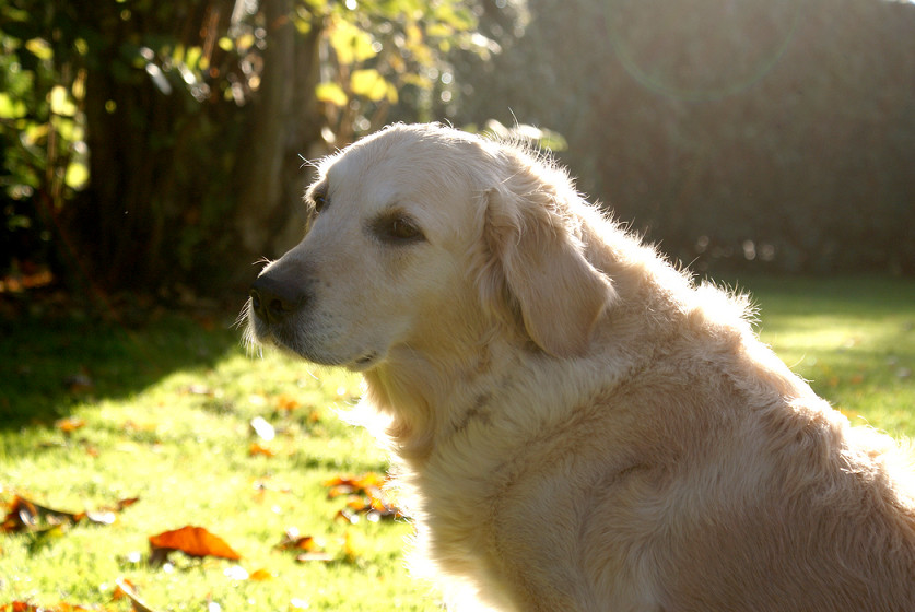 A golden dog