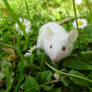 White mouse