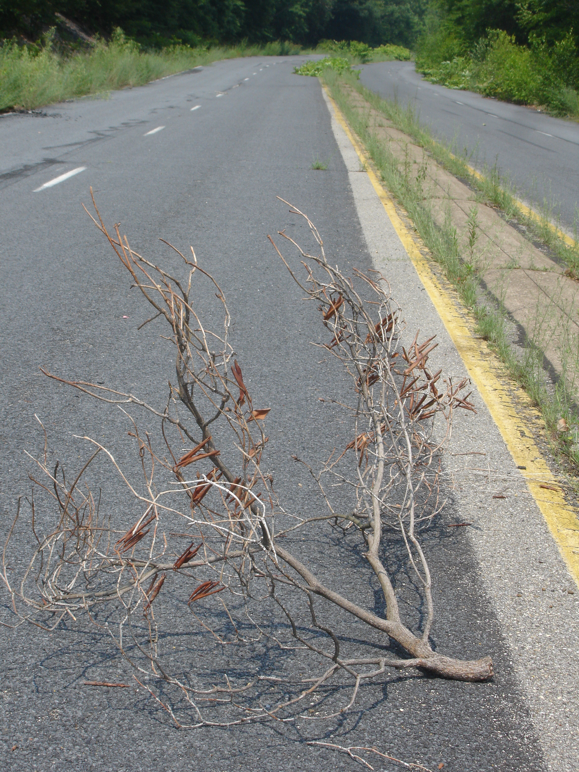 Centralia 1